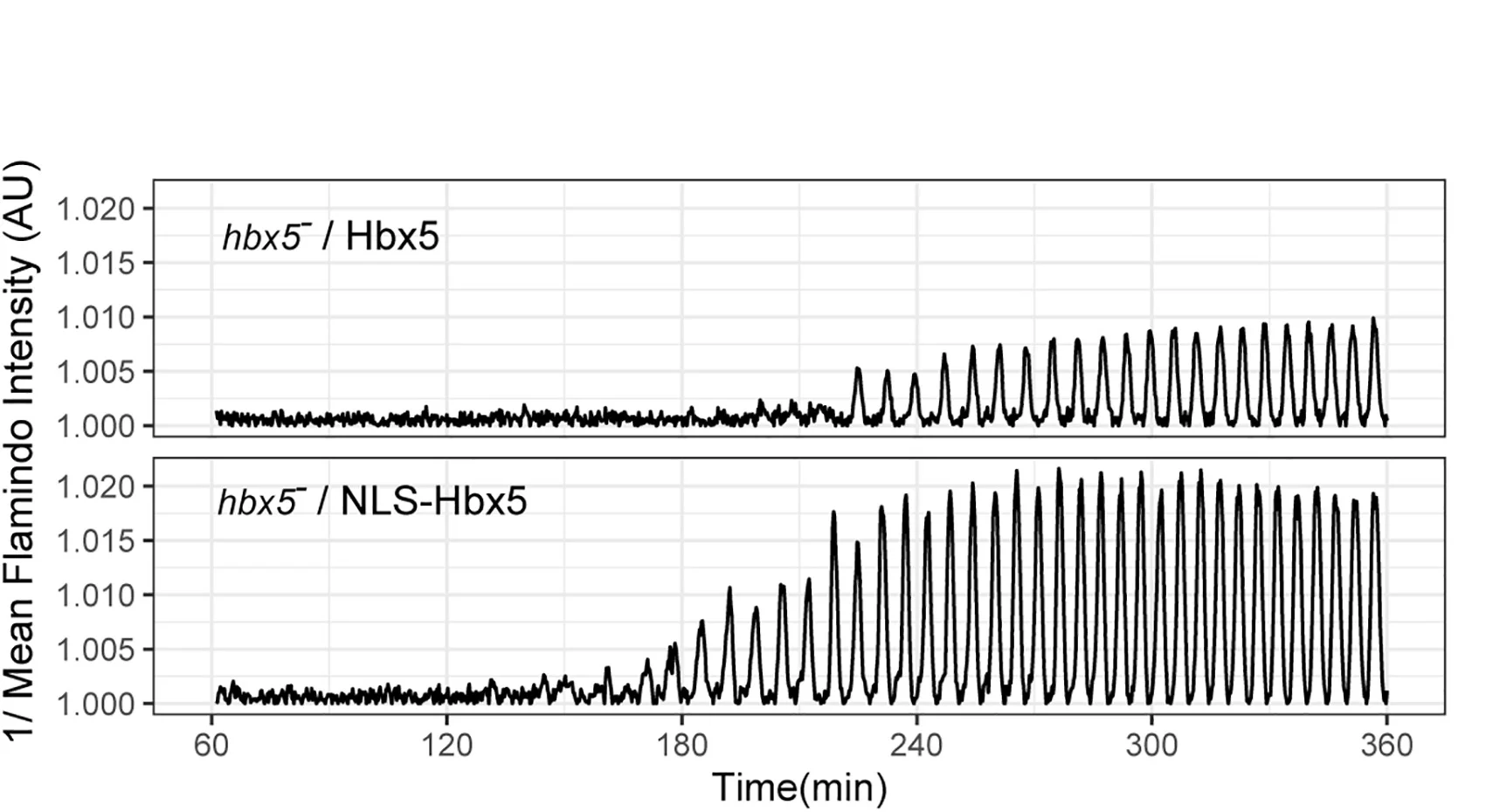 Open access visualization of Line Plot, cAMP Oscillations, NLS-RFP-Hbx5 Cells, Flamindo2 Intensity