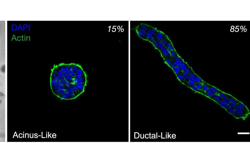 Open access visualization of Microscopy, Actin Cytoskeleton, Nuclei, Acinus-like Structures, Ductal-like Structures