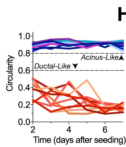 Open access visualization of Line Plot, Cell Cluster Circularity, Ductal-like Phenotypes, Acinus-like Phenotypes, Circularity Threshold