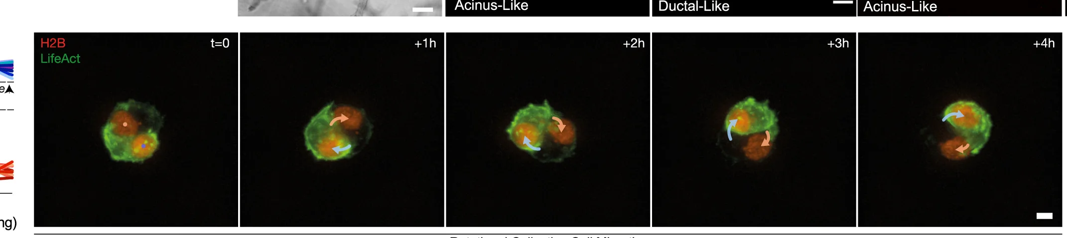 Open access visualization of Microscopy, Time-Lapse Images, Cell Clusters, MDA-MB-231, Active Rotations