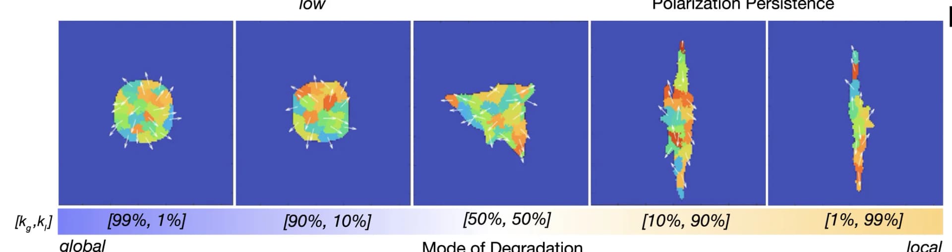 Open access visualization of Illustration, Simulation, Phenotypes, Matrix Remodeling, Polarization Persistence