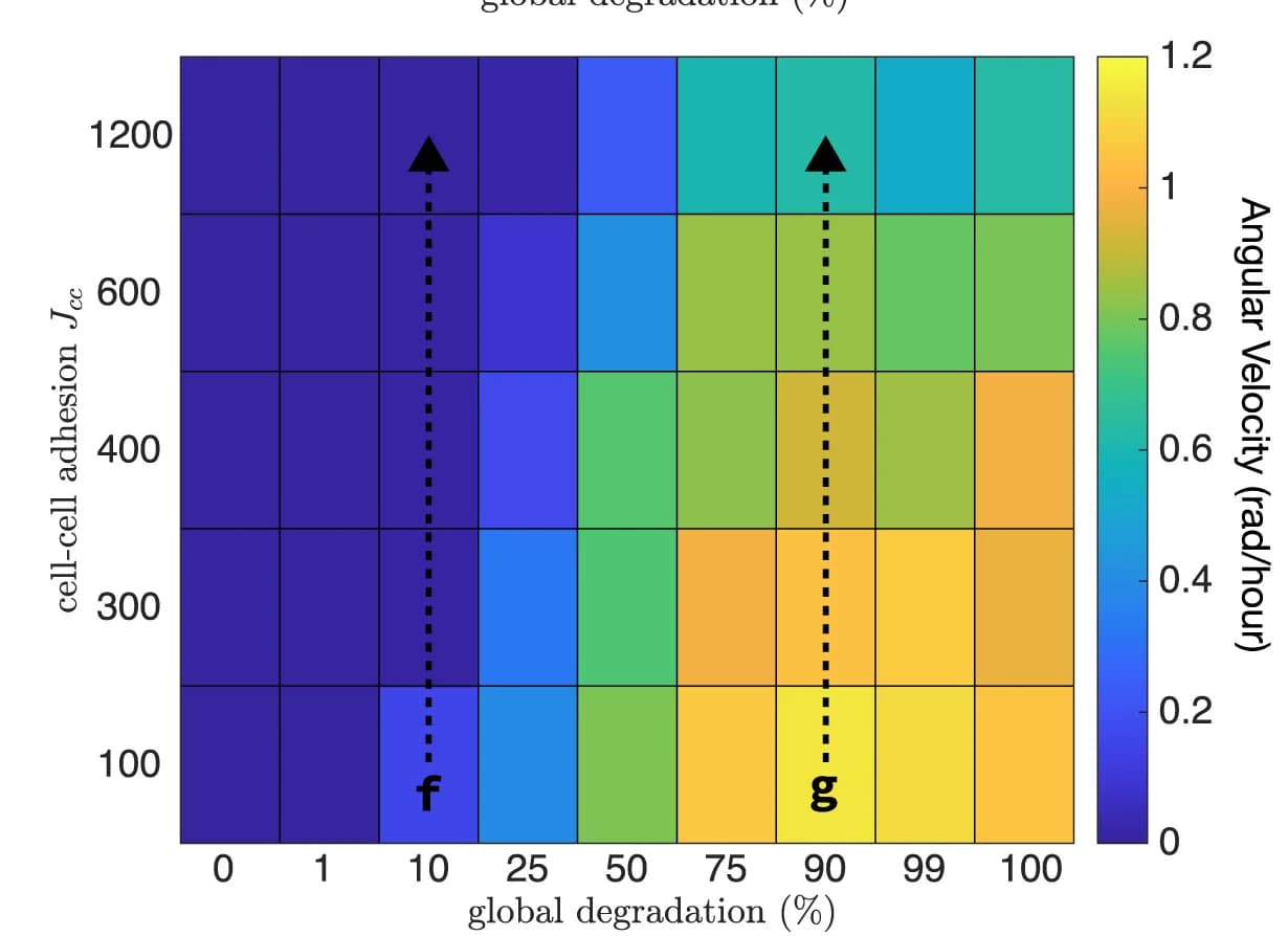 Open access visualization of Heatmap, Phase Diagram, Angular Velocities, Global Degradation, Cell-Cell Adhesion