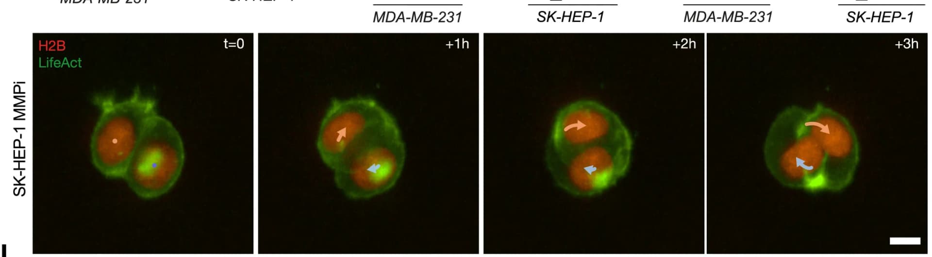 Open access visualization of Microscopy, Time-Lapse Images, Circular 2-Cell Clusters, SK-HEP-1 Cell Line, MMPi