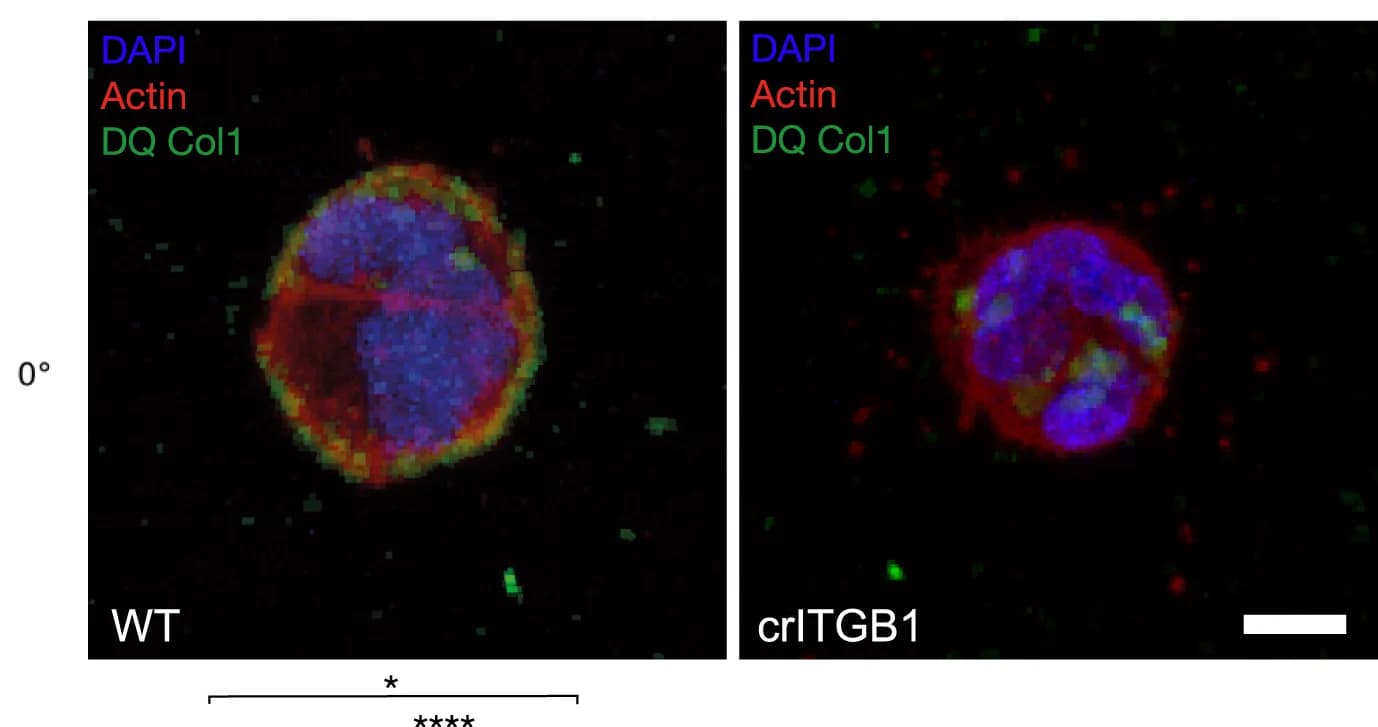 Open access visualization of Microscopy, Fluorescent Micrographs, Matrix-Remodeling, WT Cells, crITG1 MDA-MB-231 Cells