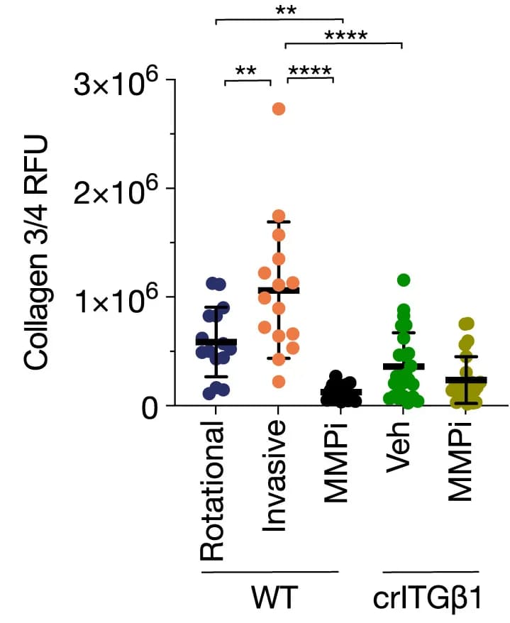 Open access visualization of Scatter Plot, Error Bars, MMP-Dependent Remodeling, Collagen, MMP-Cleaved Collagen I