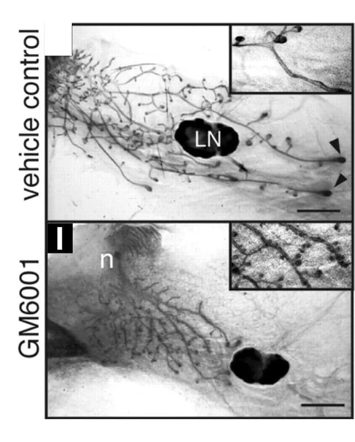 Open access visualization of Microscopy, Histology, Mammary Glands, Mice, Vehicle Treatment