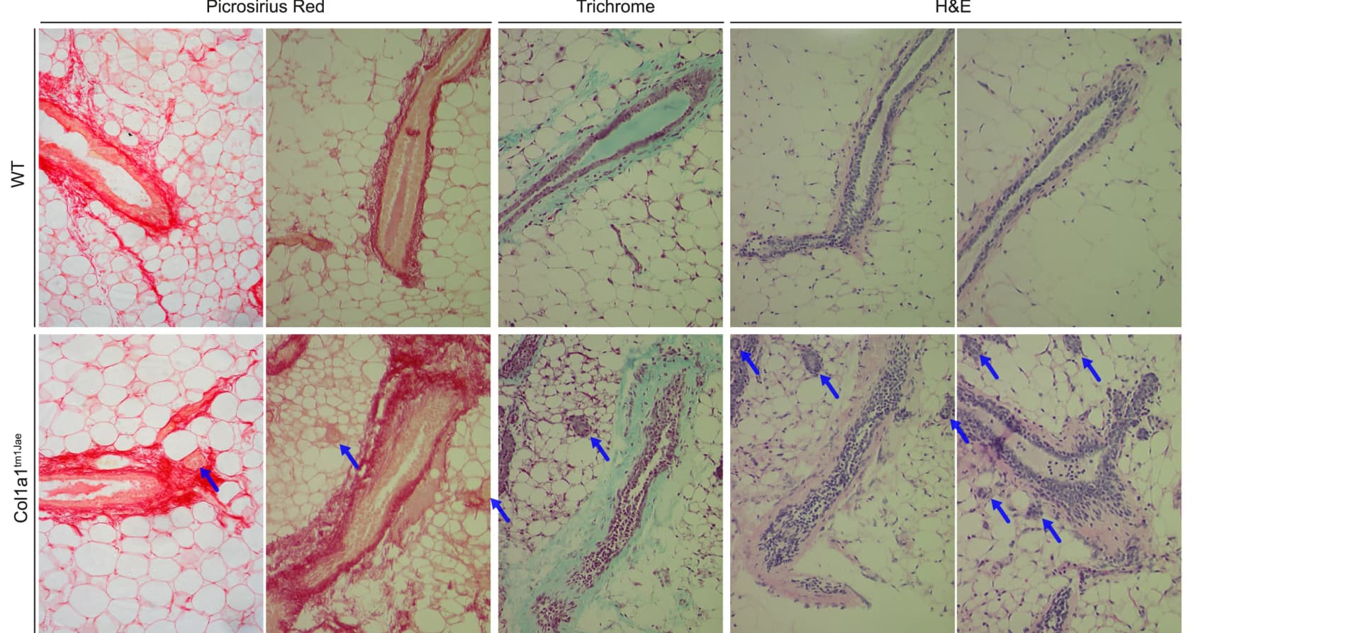 Open access visualization of Microscopy, Histology, Mammary Tissue, Wild-Type Control Mice, Col1a1tm1Jae Mice