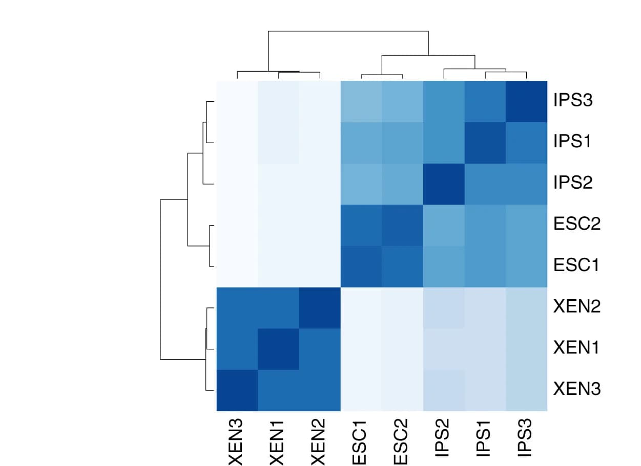 Open access visualization of Heatmap, Clustered, Hierarchical Clustering, RNA-seq, XEN-iPS