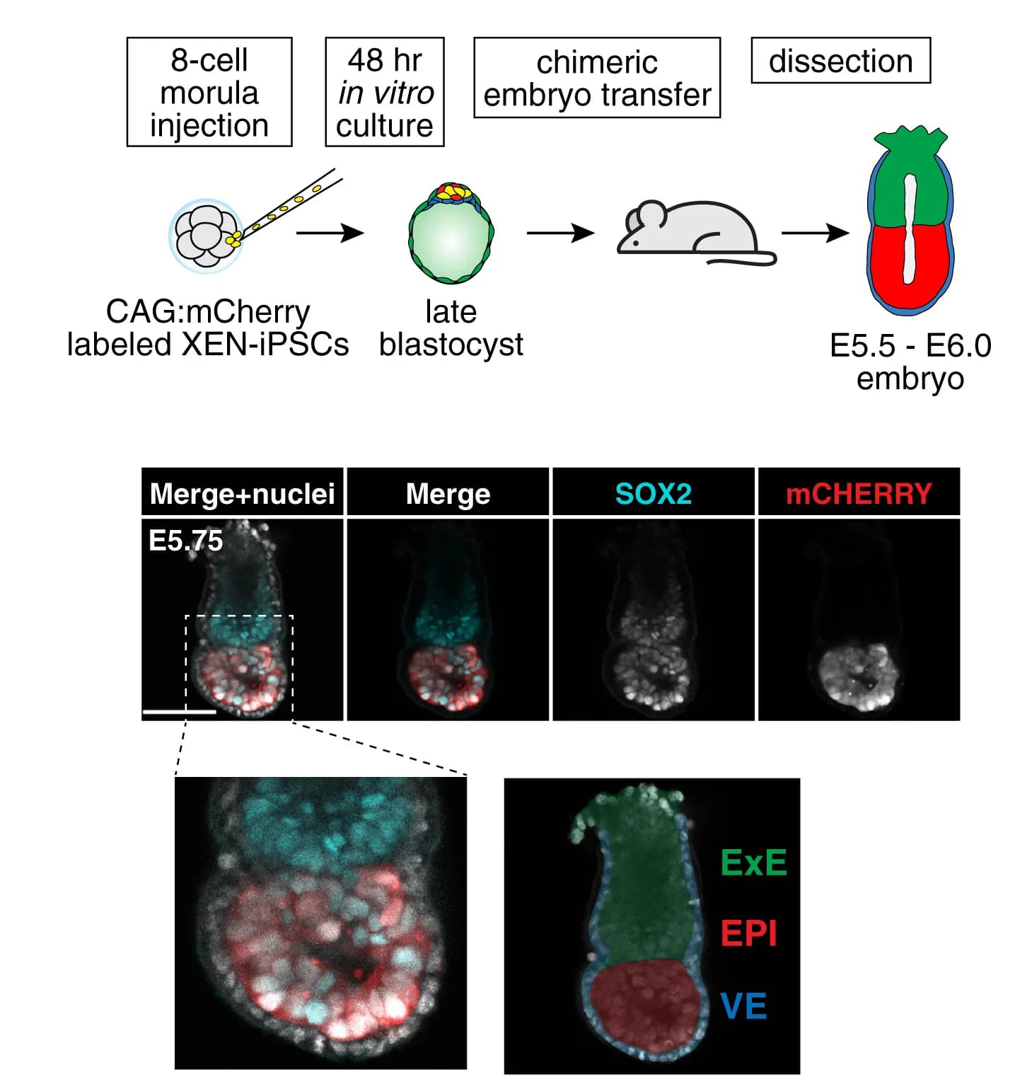 Open access visualization of Workflow, Microscopy, Experimental Scheme, XEN-iPS, Chimeric Embryos
