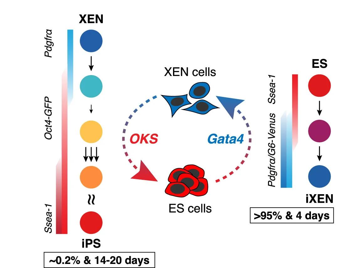 Open access visualization of Workflow, Illustration, XEN-to-iPS Conversion, ES-to-iXEN Conversion, Reprogramming