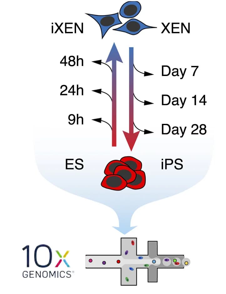 Open access visualization of Workflow, Illustration, scRNA-seq, Lineage Conversion, Cells