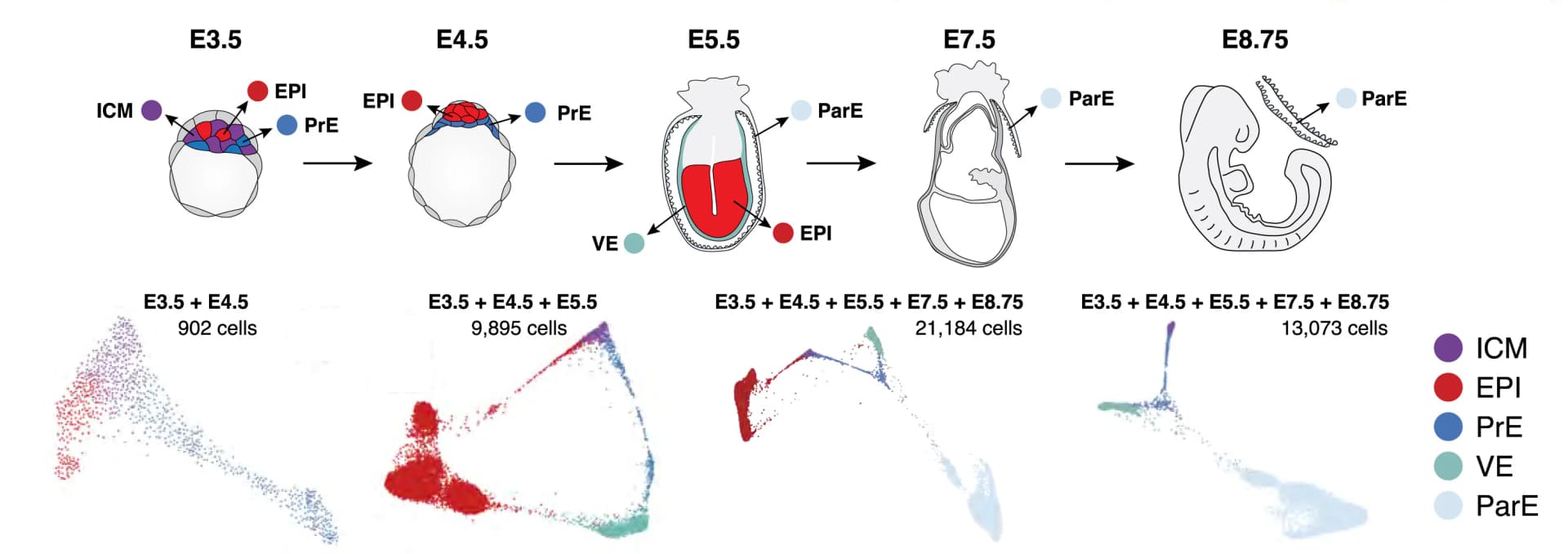 Open access visualization of Scatter Plot, Illustration, Workflow, In Vivo Embryo Stages, Tissues