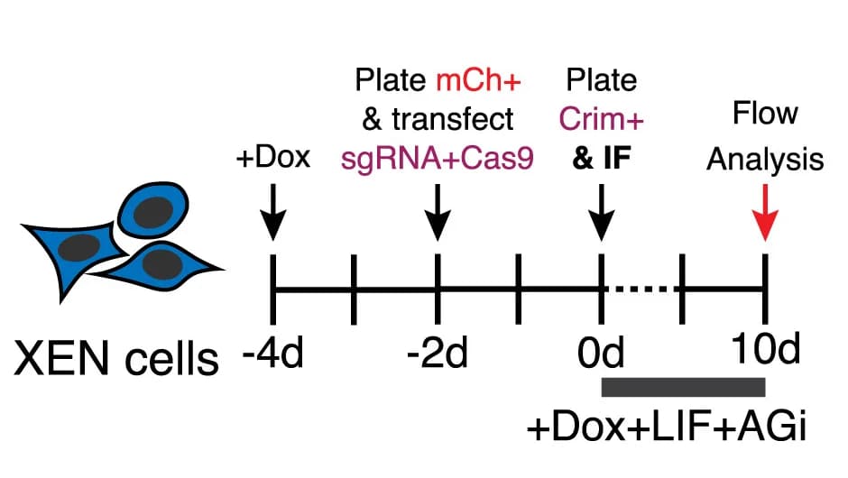 Open access visualization of Workflow, Flowchart, Illustration, Reprogramming Efficiency, Gata4 Perturbation