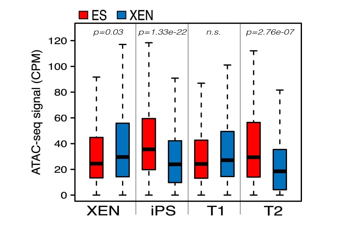 Open access visualization of Box Plot, Boxplots, Chromatin Accessibility, ATAC-seq, XEN Cells