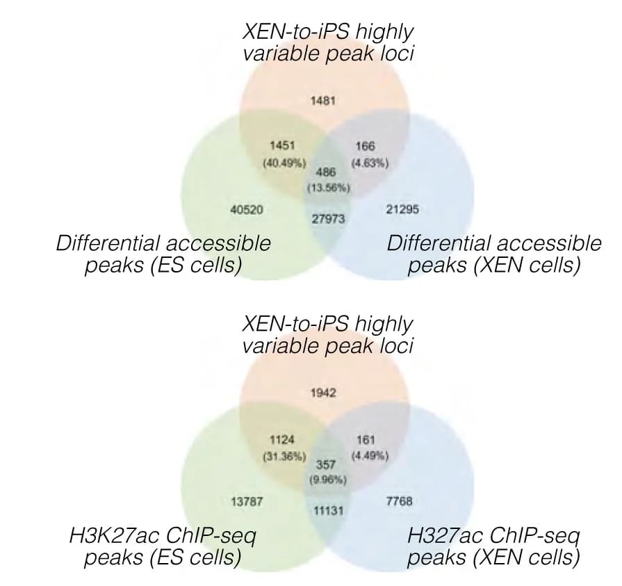 Open access visualization of Venn Diagram, Venn Diagrams, scATAC-seq Data, XEN-to-iPS Conversion, Accessible Peak Loci