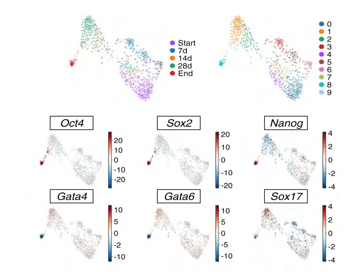 Open access visualization of UMAP, Scatter Plot, Force-Directed Layouts, scATAC-seq Dataset, XEN-to-iPS Conversion