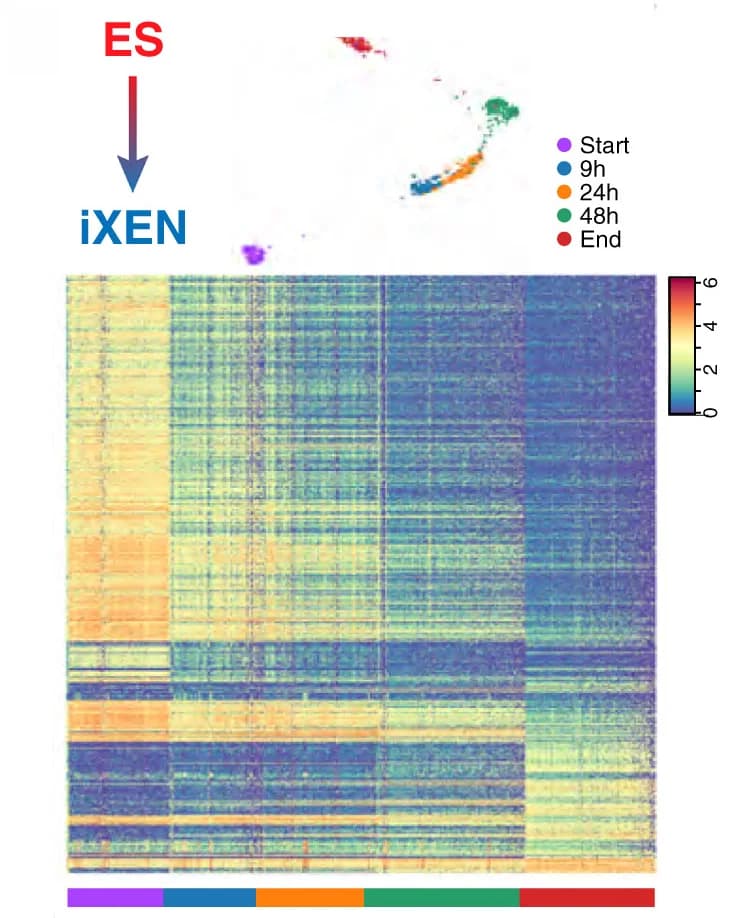 Open access visualization of Heatmap, Scatter Plot, Force-Directed Layout, scATAC-seq Metacell Data, ES-to-iXEN Conversion
