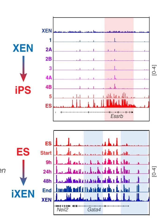 Open access visualization of Line Plot, Integrative Genomics Viewer Tracks, Accessibility Peaks, Pseudo-Bulk scATAC-seq Data, XEN-to-iPS Conversion