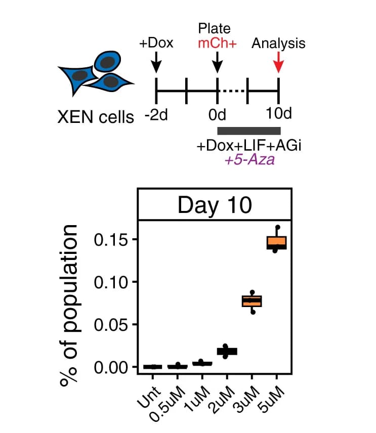 Open access visualization of Box Plot, Workflow, XEN Reprogramming, 5-Azacytidine, Boxplots