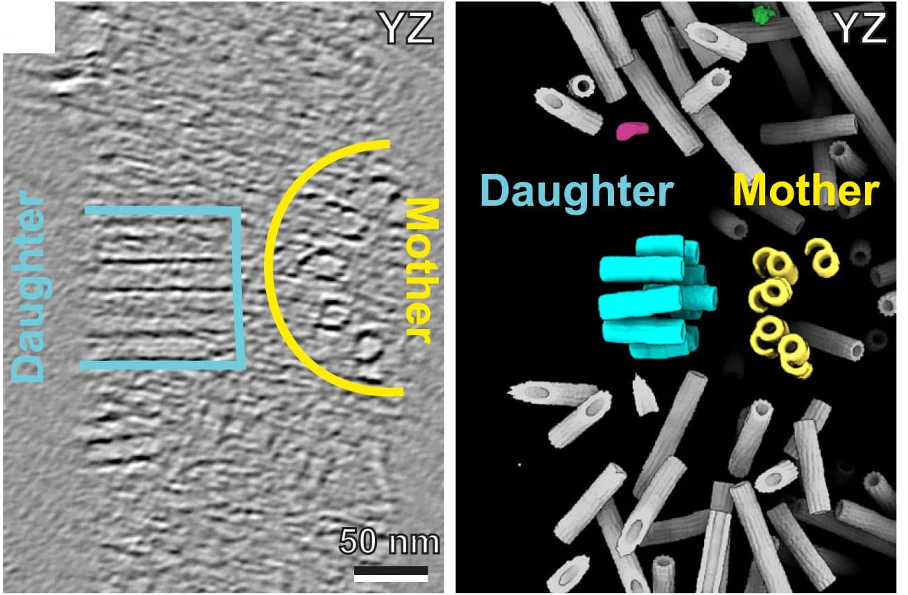 Open access visualization of Microscopy, Tomograms, Daughter Centriole, Mother Centriole, YZ Plane