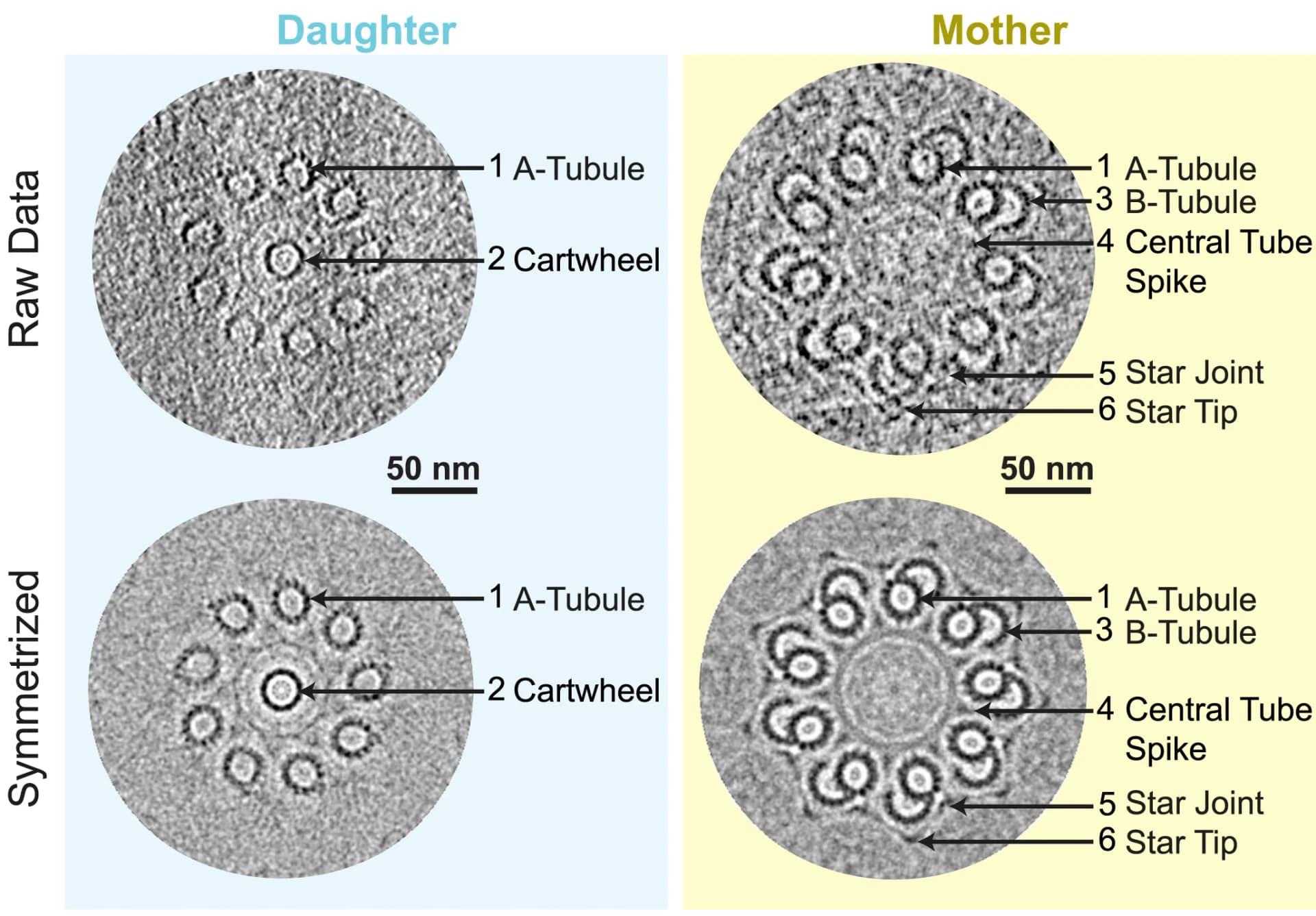 Open access visualization of Microscopy, Cross Section Views, Mother Centriole, Daughter Centriole, Symmetry