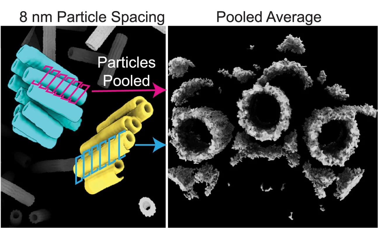 Open access visualization of Microscopy, Illustration, Centriole, Subtomogram Averaging, A-tubule