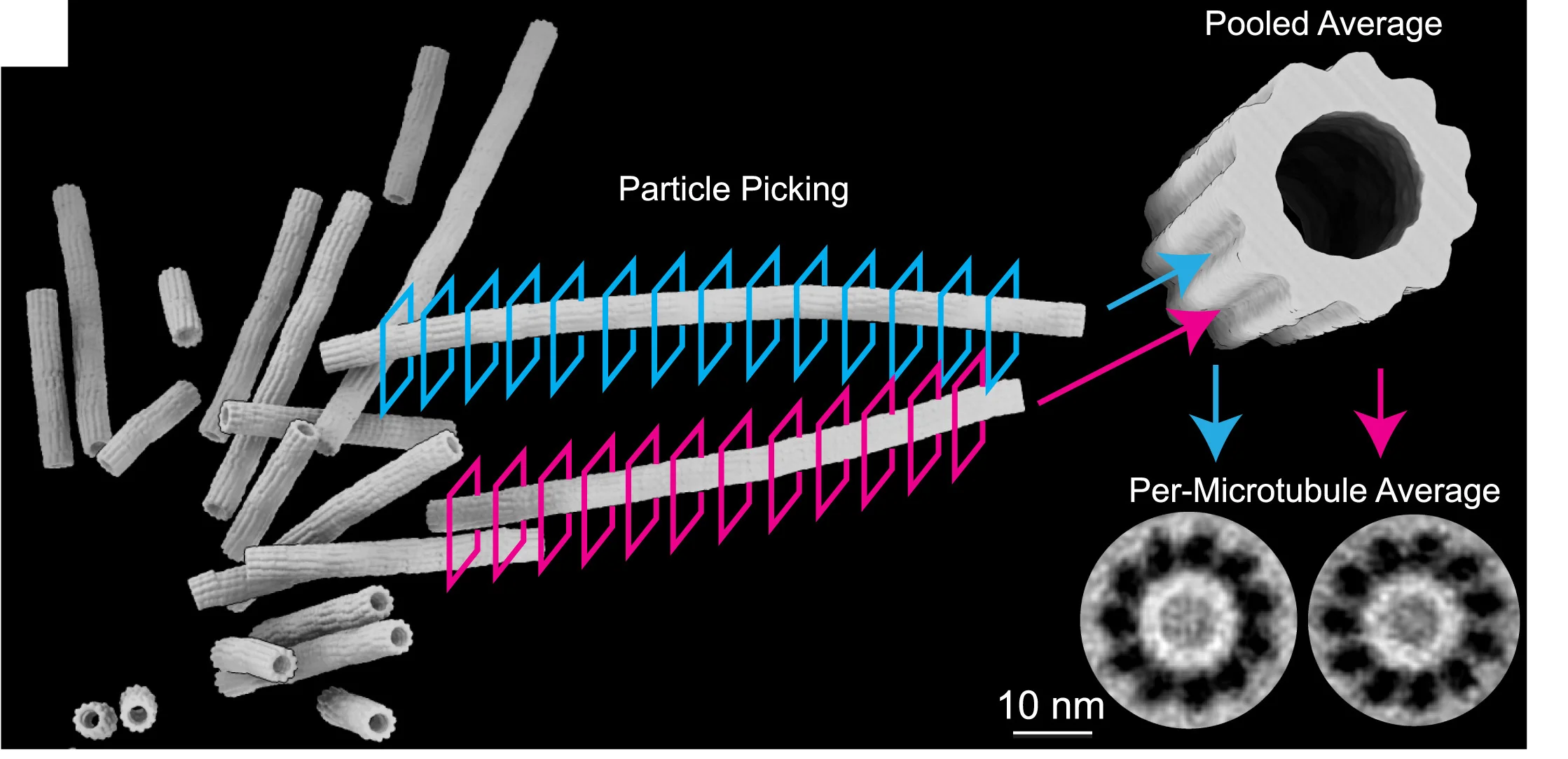 Open access visualization of Microscopy, Workflow, Spindle Microtubule, Microtubules, Subtomograms
