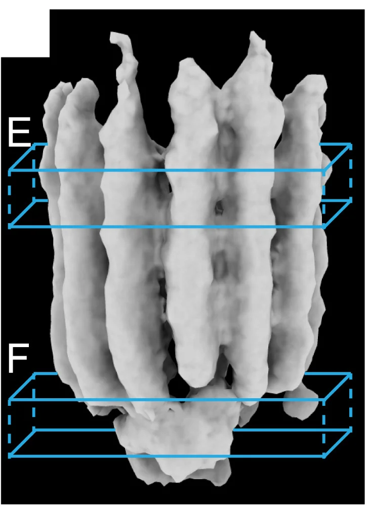 Open access visualization of Protein Structure, Subtomogram, Gamma-TuRCs, Cross Sections