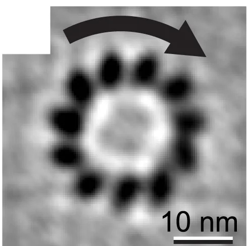 Open access visualization of Microscopy, 2D Projection, Microtubule-Bound Region, Polarity, Minus End