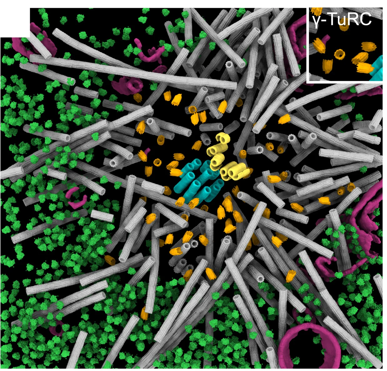 Open access visualization of 3D Plot, Protein Structure, Chemical Structure, Gamma-TuRCs, Centrosome