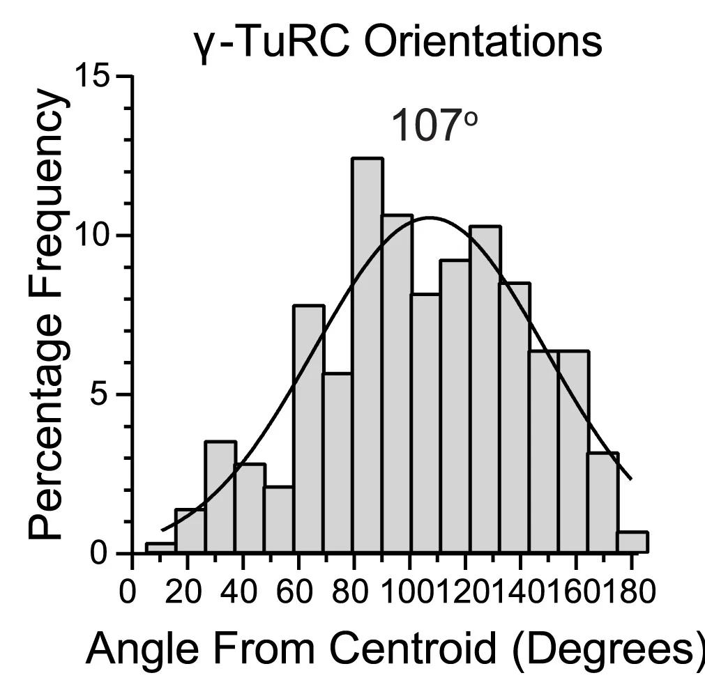 Open access visualization of Bar Plot, Density Plot, Line Plot, Gamma-TuRCs, Orientation