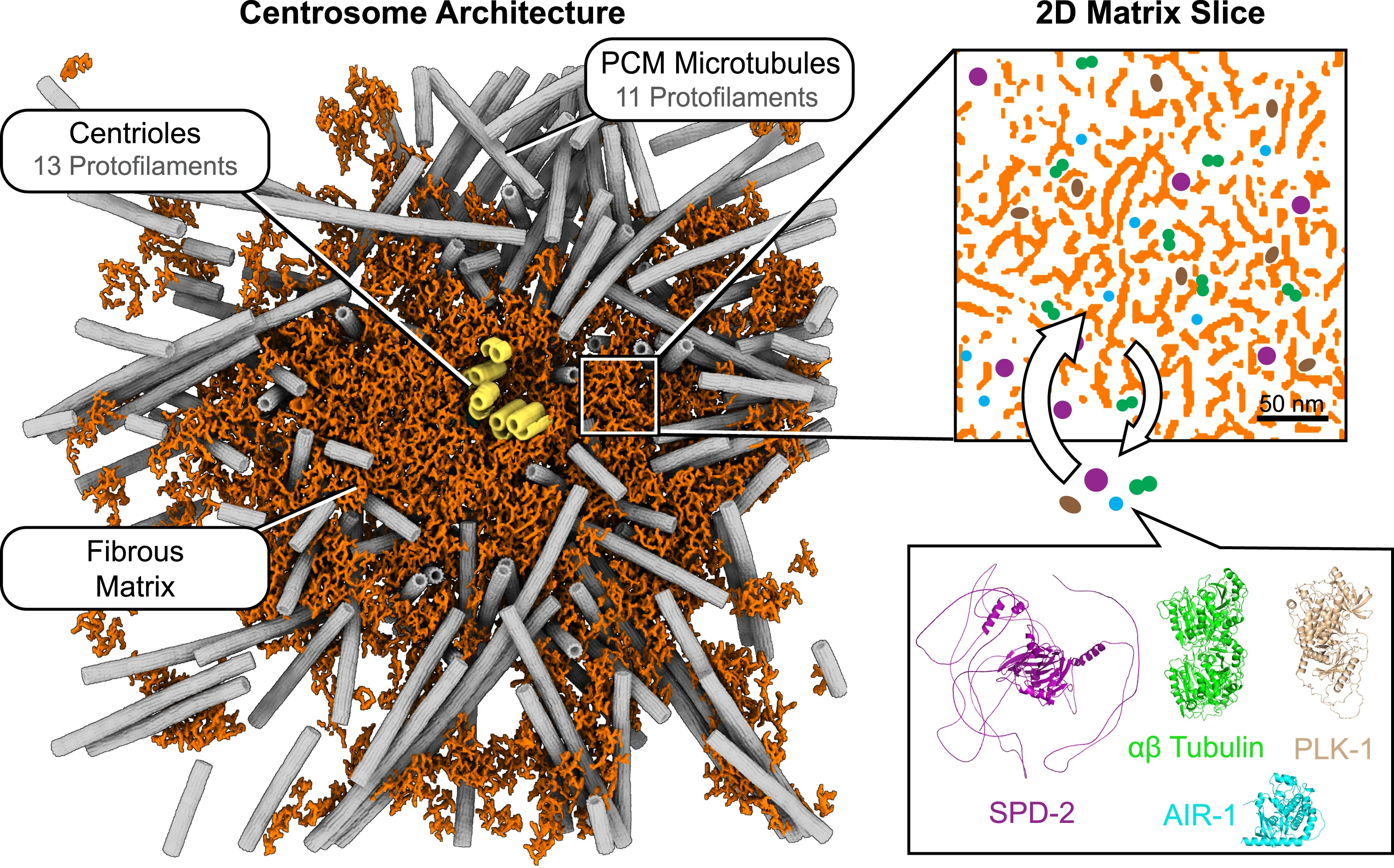 Open access visualization of 3D Plot, Protein Structure, Chemical Structure, Centrosome, Matrix