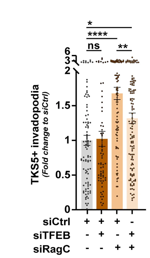 Open access visualization of Bar Plot, Error Bars, Scatter Plot, TKS5GFP, Invadopodia
