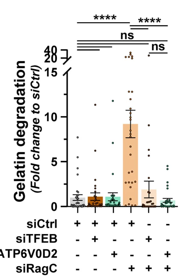 Open access visualization of Bar Plot, Error Bars, Scatter Plot, Gelatin Degradation, MDA-MB-231 Cells