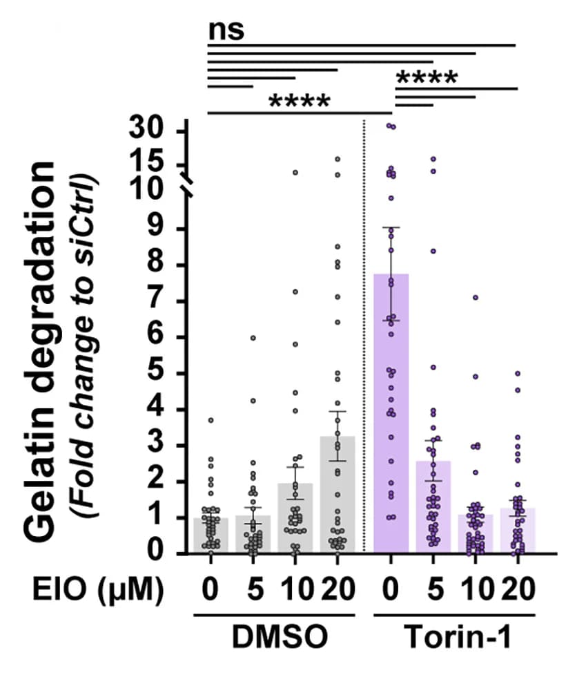 Open access visualization of Bar Plot, Error Bars, Scatter Plot, Gelatin Degradation, MDA-MB-231 Cells
