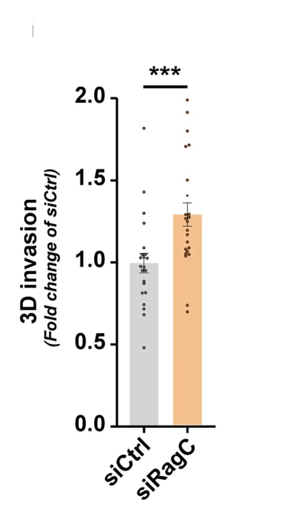 Open access visualization of Bar Plot, Error Bars, Scatter Plot, MCF10DCIS Cells, 3D Invasion