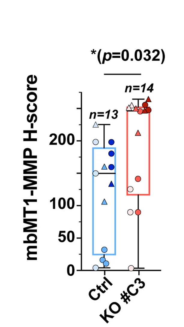 Open access visualization of Box Plot, Scatter Plot, H-score, MT1-MMP, Whisker plots