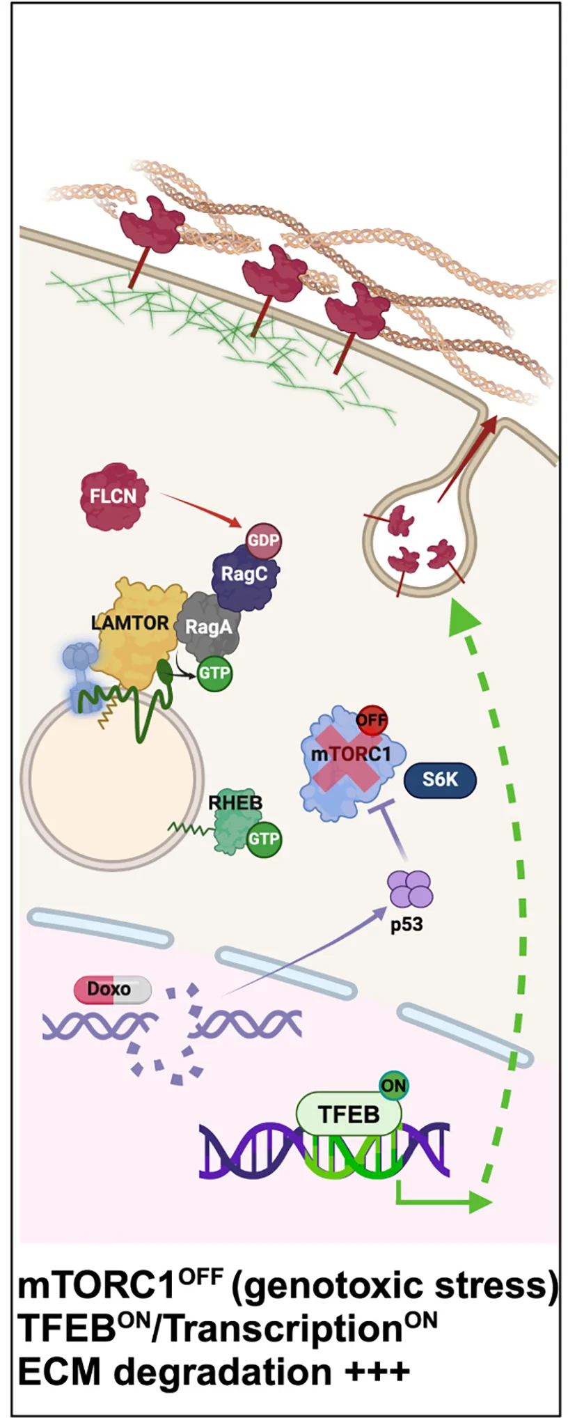 Open access visualization of Workflow, Pathway, Illustration, DNA Damage, TFEB