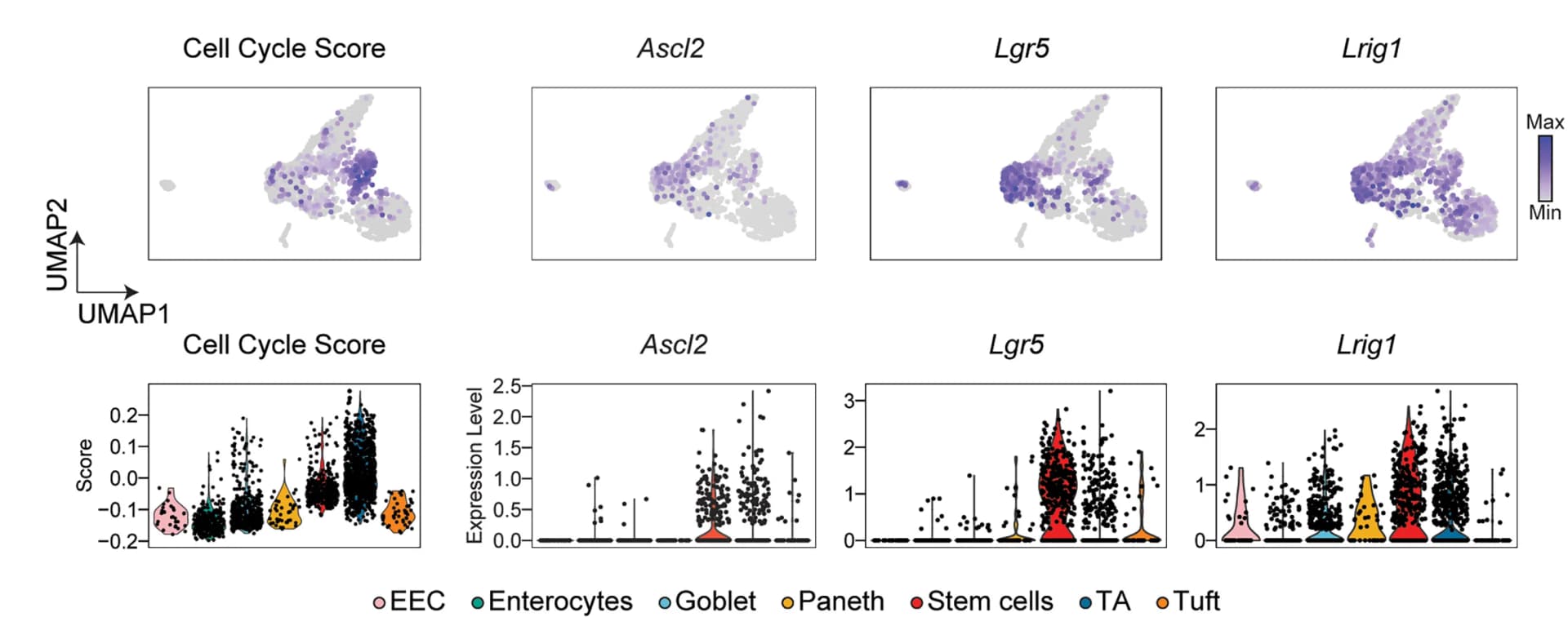 Open access visualization of UMAP, Scatter Plot, Violin Plot, Violin Plots, Cell Cycle