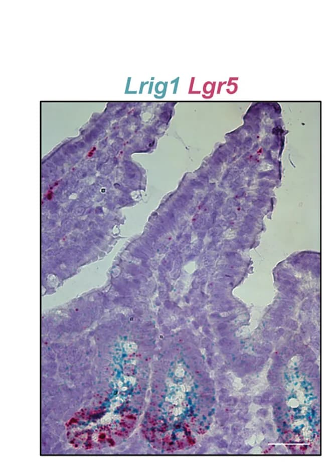 Open access visualization of Microscopy, In Situ Hybridization, Lrig1, Lgr5, Mouse