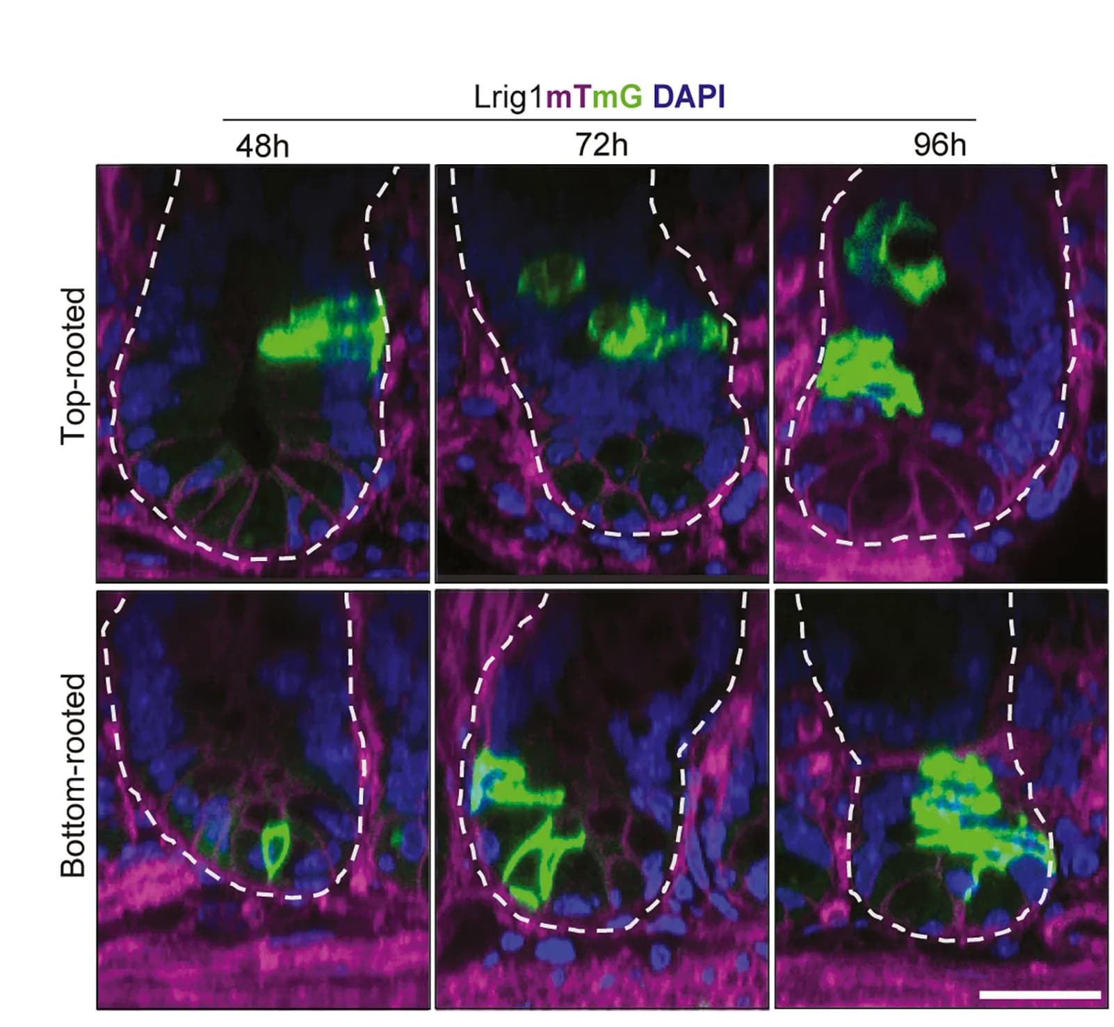 Open access visualization of Microscopy, Lrig1 Clones, mG, mT, DAPI