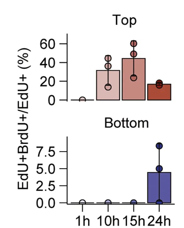 Open access visualization of Bar Plot, Error Bars, Scatter Plot, EdU+BrdU+ Cells, EdU+ Cells