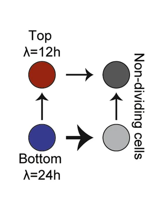 Open access visualization of Workflow, Flowchart, Mathematical Model