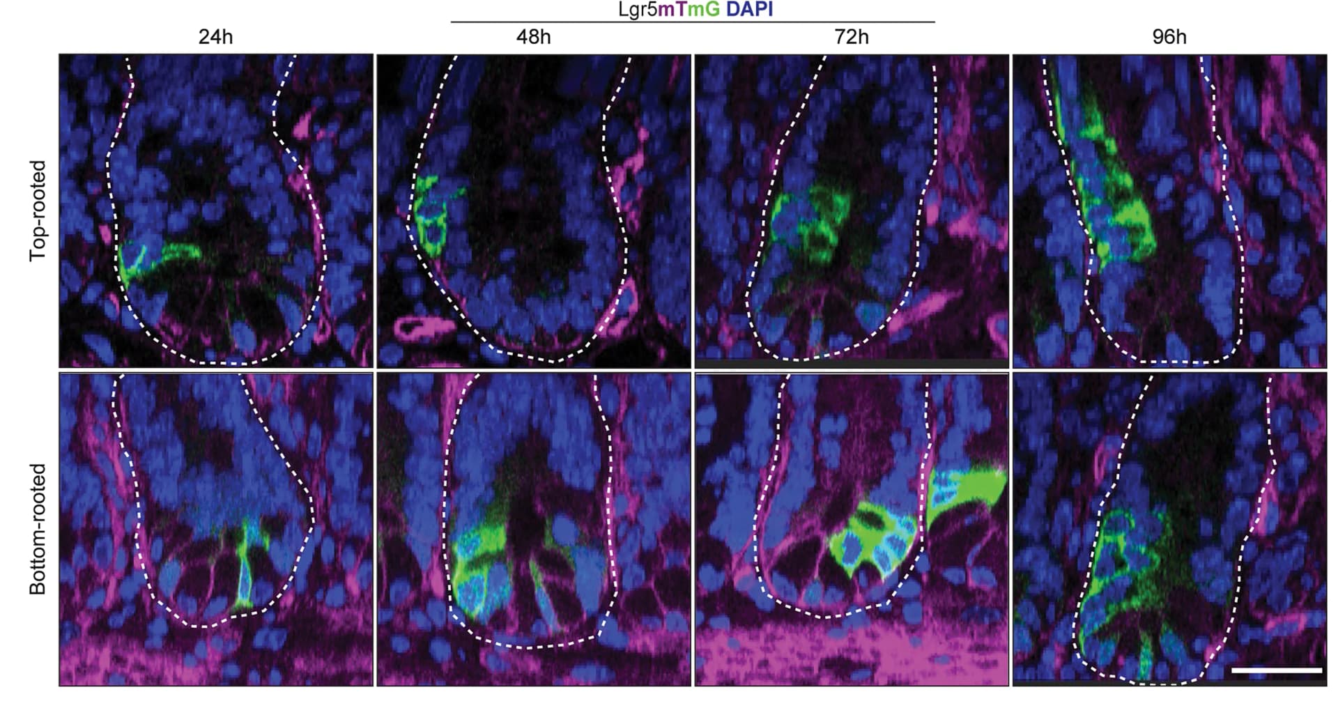 Open access visualization of Microscopy, Lgr5 Clones, mG, mT, DAPI