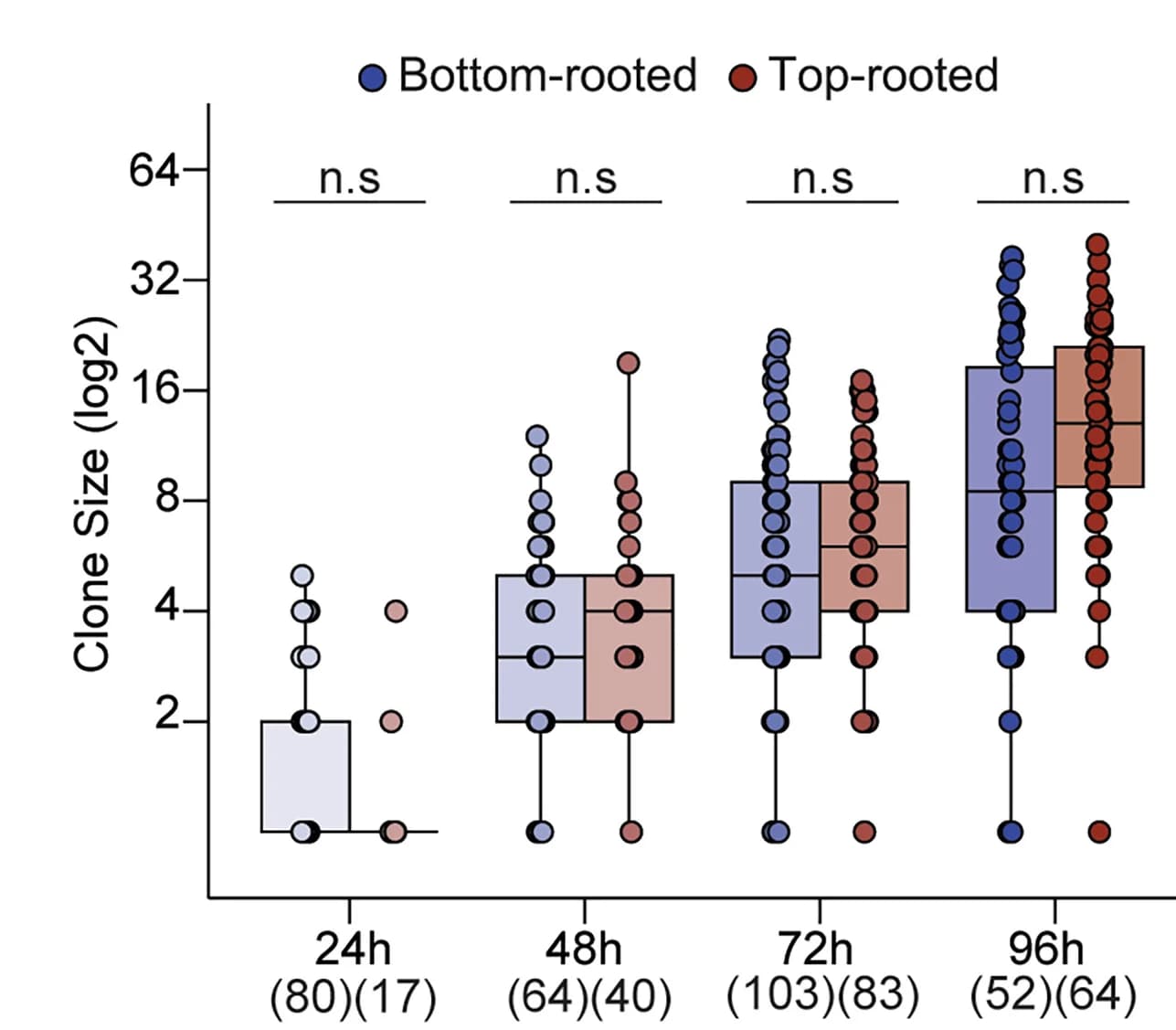 Open access visualization of Box Plot, Scatter Plot, Lgr5 Clone Sizes, Top-Rooted, Bottom-Rooted