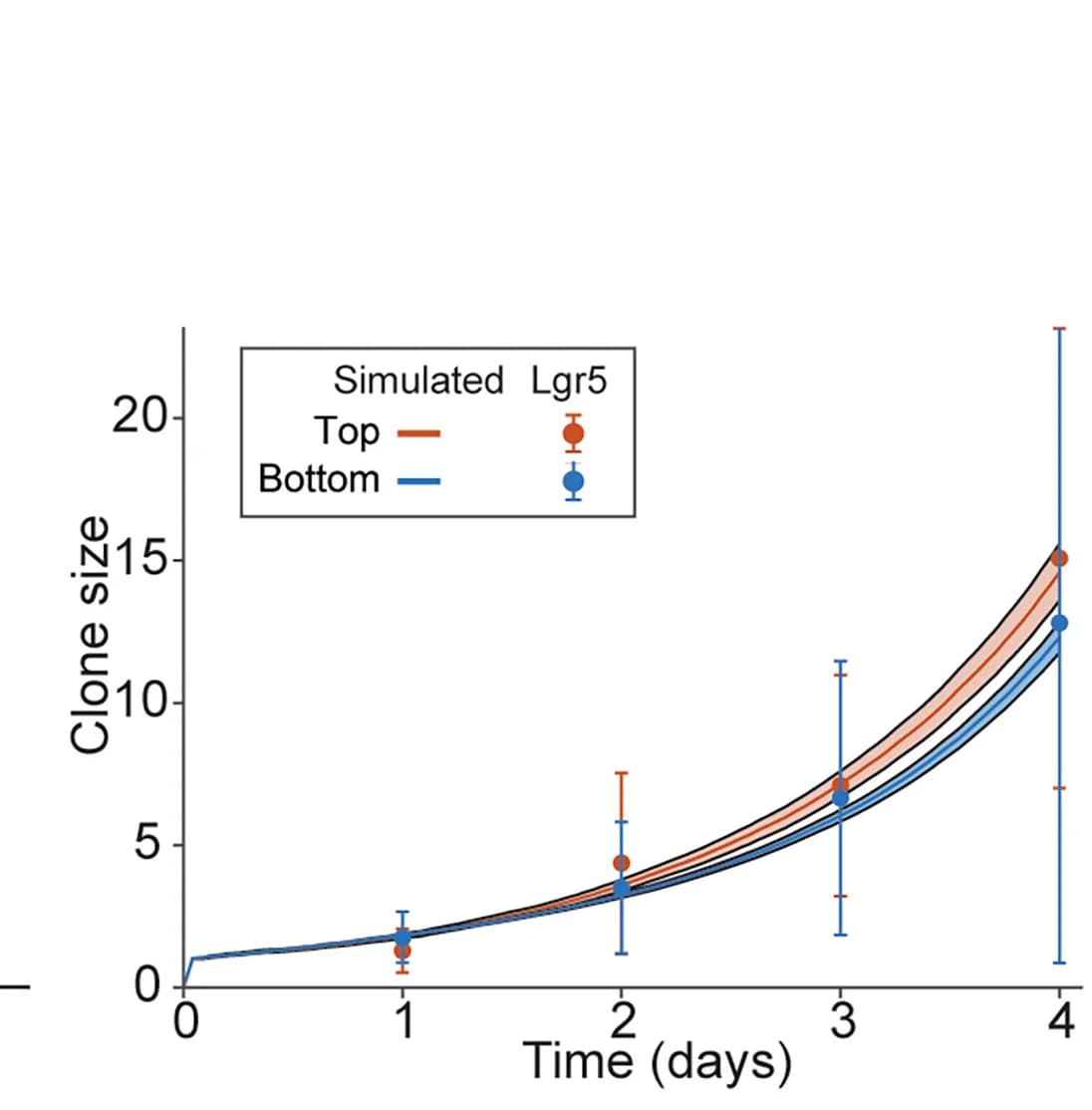 Open access visualization of Line Plot, Error Bars, Lgr5 Clone Sizes, Top-Rooted, Bottom-Rooted