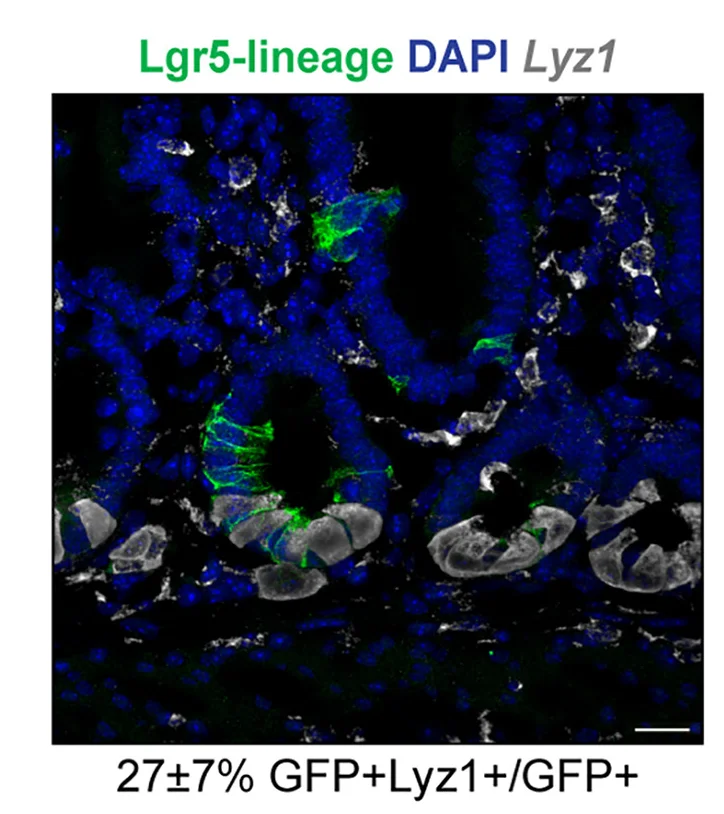 Open access visualization of Microscopy, Lyz1, Lgr5-lineage cells, Co-detection, Scale Bar