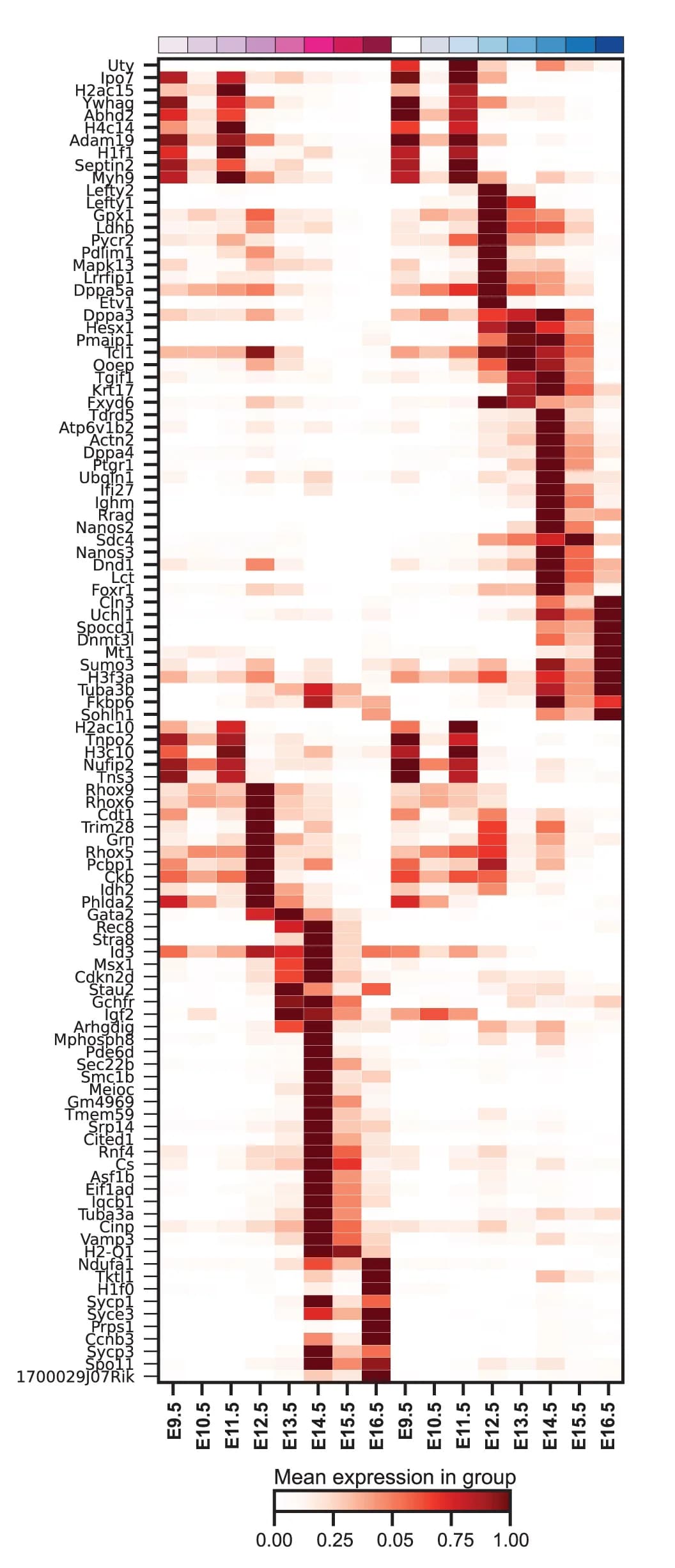 Open access visualization of Heatmap, DE Genes, Embryonic Stages, Female Germ Cells, Male Germ Cells