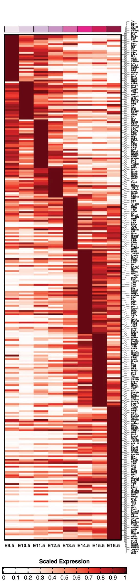 Open access visualization of Heatmap, Gene Expression, XCR, Female Germ Cells, XCI Escape Genes