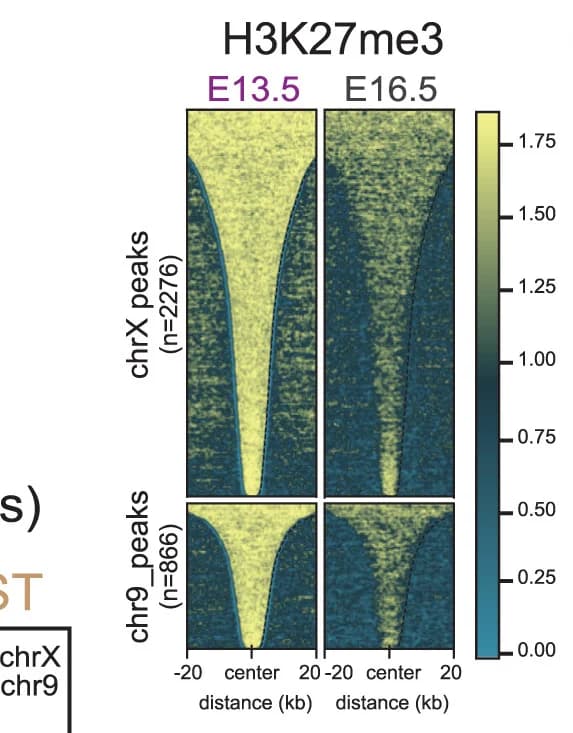 Open access visualization of Heatmap, H3K27me3 Enrichment, X Chromosome, E13.5 Oogonia, E16.5 Oogonia